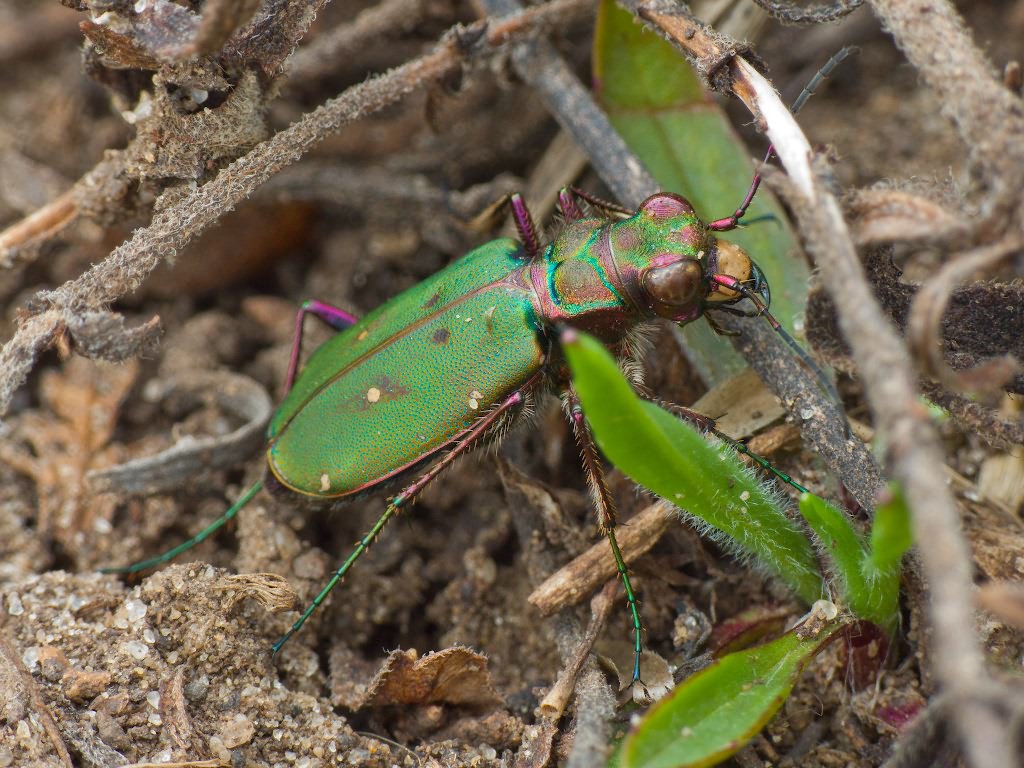 Cicindela campestris Linnaeus, 1758